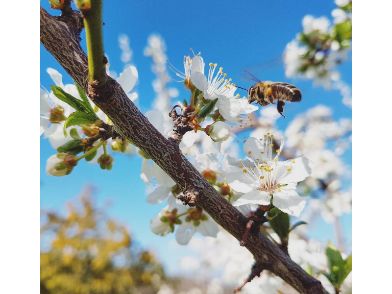 La définition du Printemps La définition du Printemps