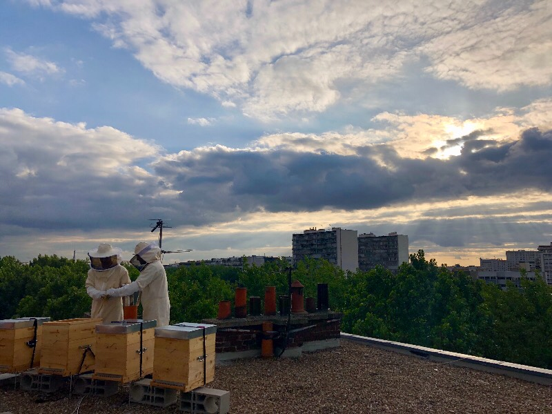 Le coucher des abeilles parisiennes Le coucher des abeilles parisiennes