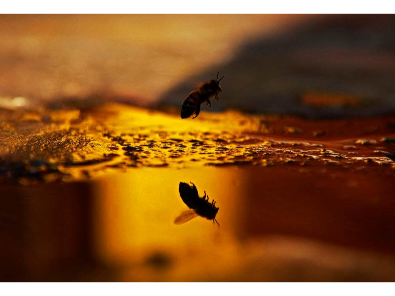 Abeille sur un pavé en coucher de soleil Abeille sur un pavé en coucher de soleil