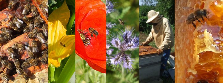 calendrier apicole abeilles