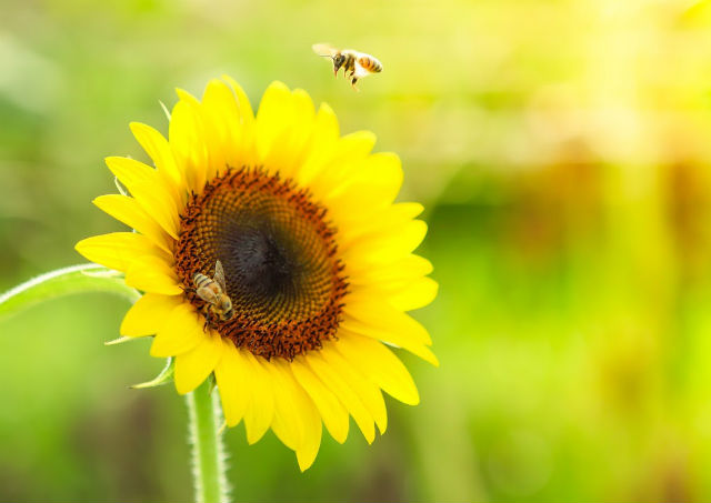 Tournesol Le tournesol, plante mellifère