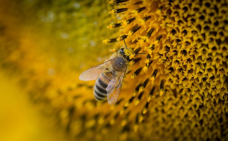 Maladies et parasites des abeilles : le guide complet 2026