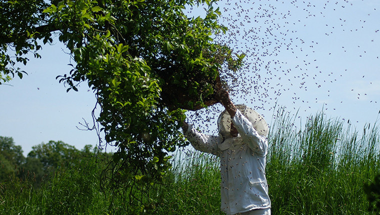 Qui contacter pour récupérer un essaim d’abeilles ?