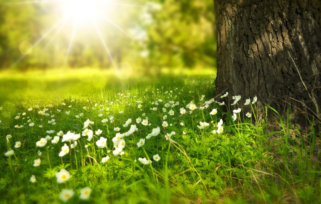 Quelles fleurs pour attirer les abeilles ? 