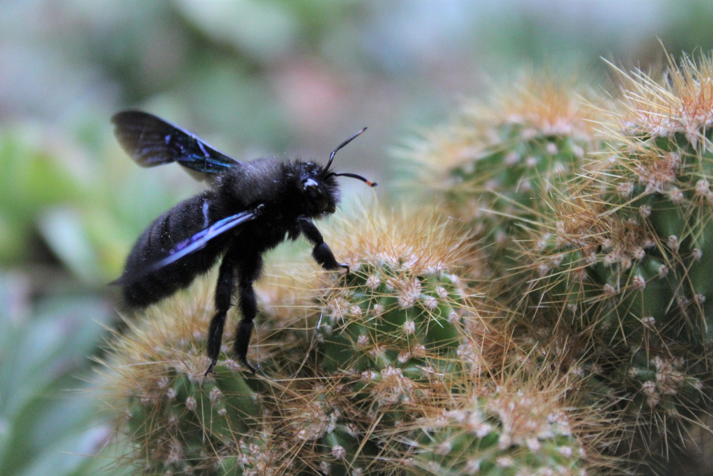 Tout savoir sur l’abeille charpentière