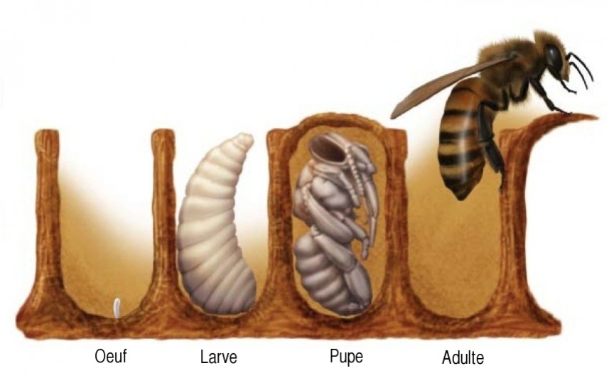 Le cycle de vie des abeilles