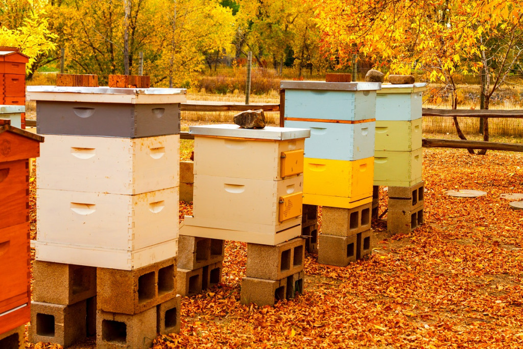 Quand et comment réaliser sa visite d'automne