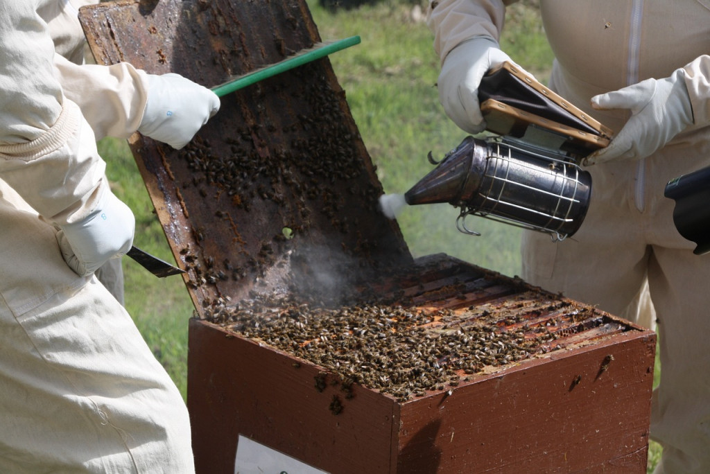 Quel est le meilleur enfumoir pour abeilles ?