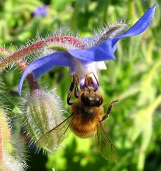 Calendrier des plantes mellifères pour nourrir les abeilles toute l’année