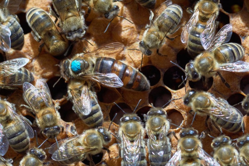 L’élevage des reines en apiculture