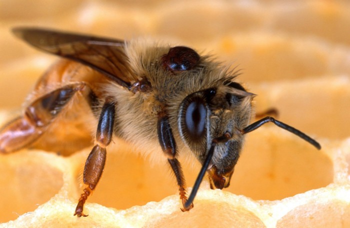 Le Varroa et la varroase : tout savoir en 2026