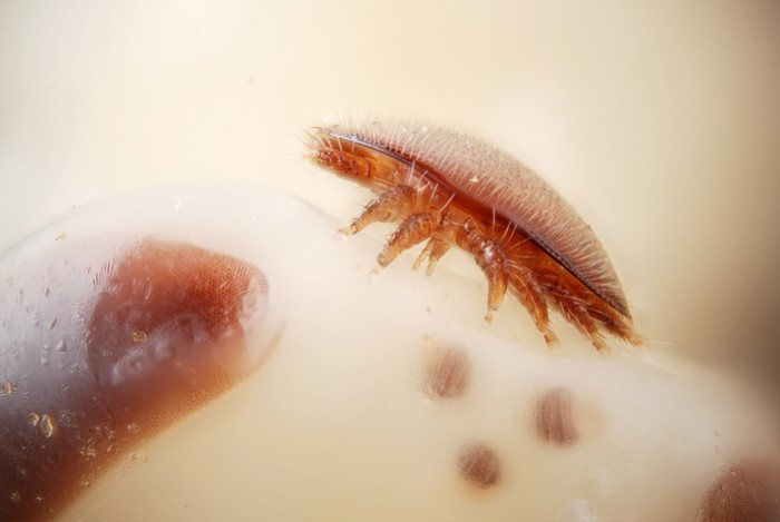 Méthodes et traitements contre le Varroa : le guide complet 2026